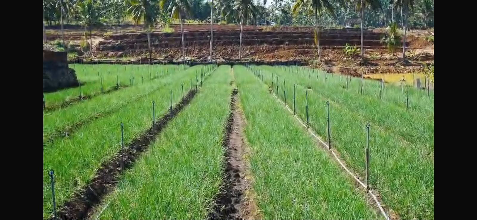 Bawang Merah