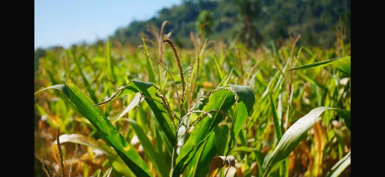 Jagung