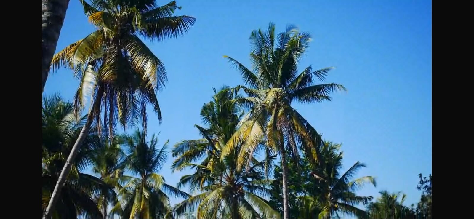 Kelapa