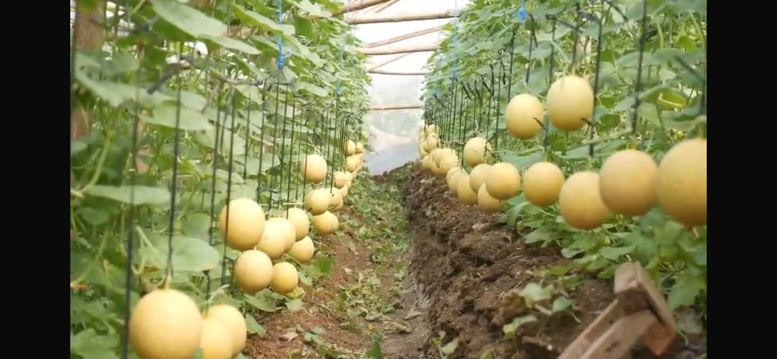 Melon