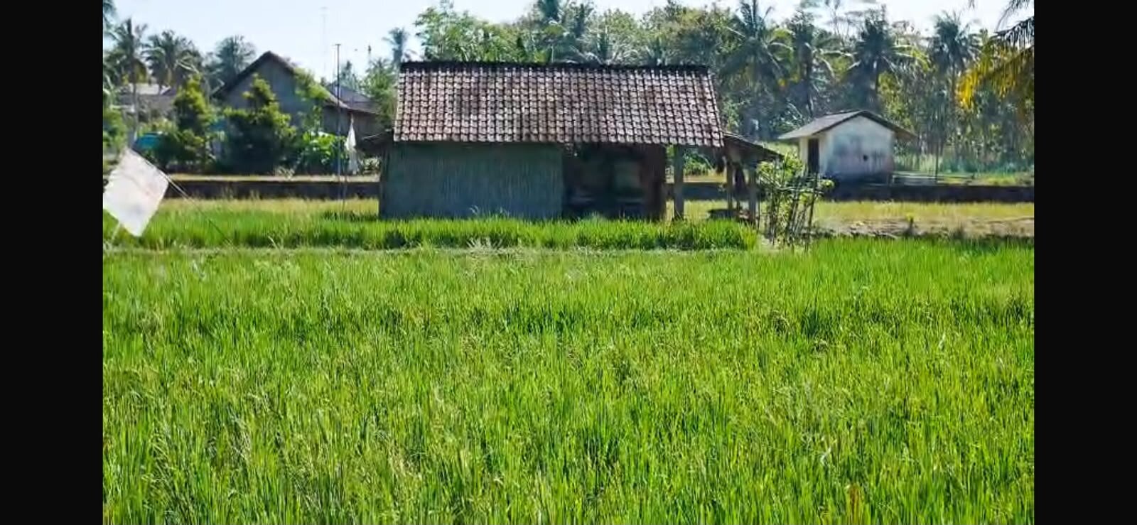Padi
